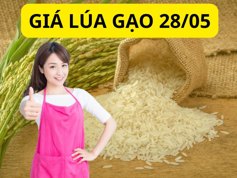 Ngày 28/5: Giá lúa tại Đồng bằng sông Cửu Long tăng giảm trái chiều